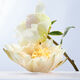 BVLGARI OMNIA Crystalline Eau de Toilette